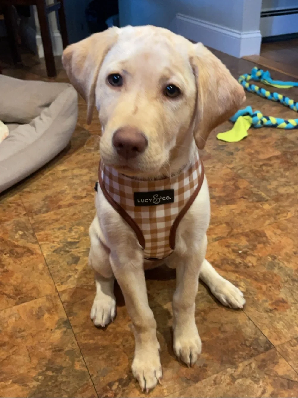 Lucy & Co. Chocolate Meadows Brown Floral Gingham Reversible Dog Harness Medium